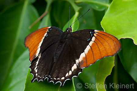 203 Schokoladenfalter - Siproeta epaphus